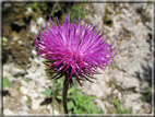 foto Fiori